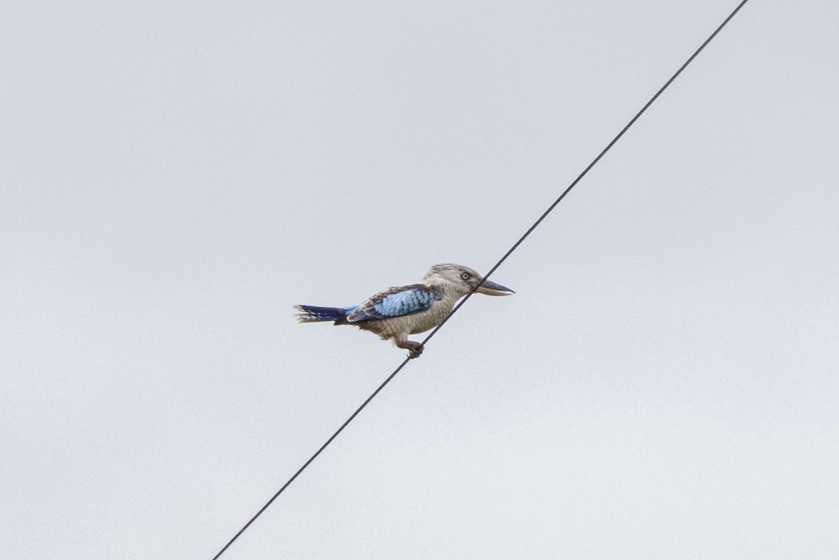 Blue-winged Kookaburra - Warren Rowland