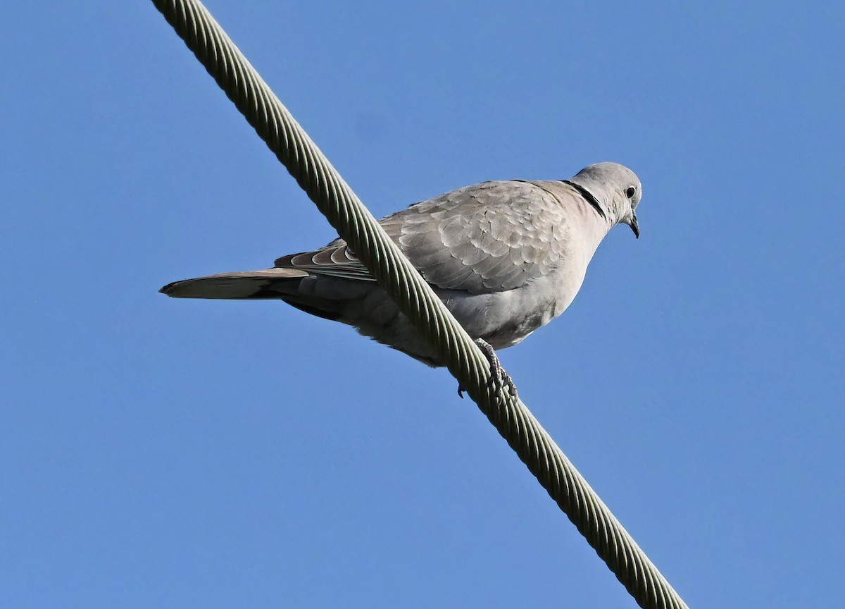 Eurasian Collared-Dove - Ann Stinely