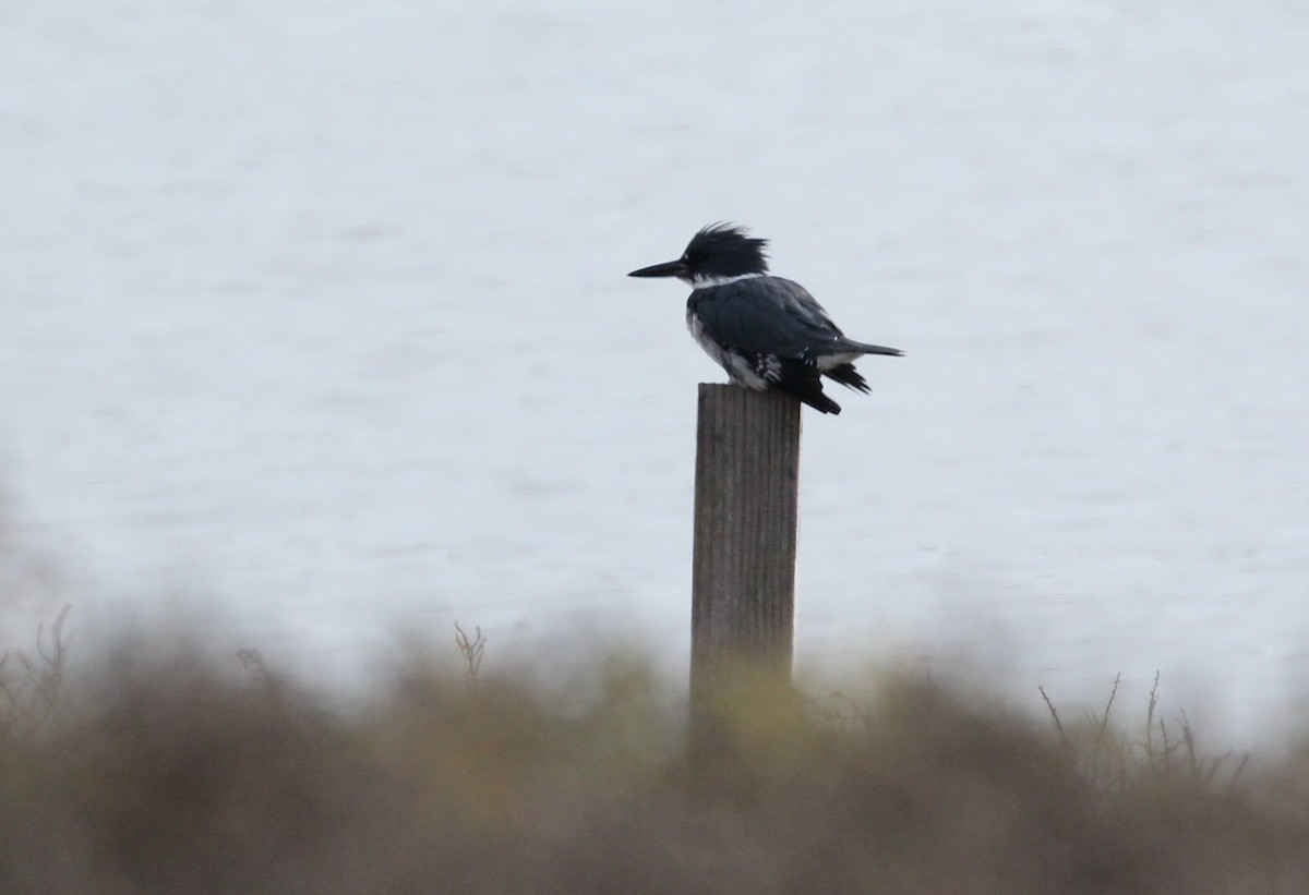 Belted Kingfisher - Dan Roth