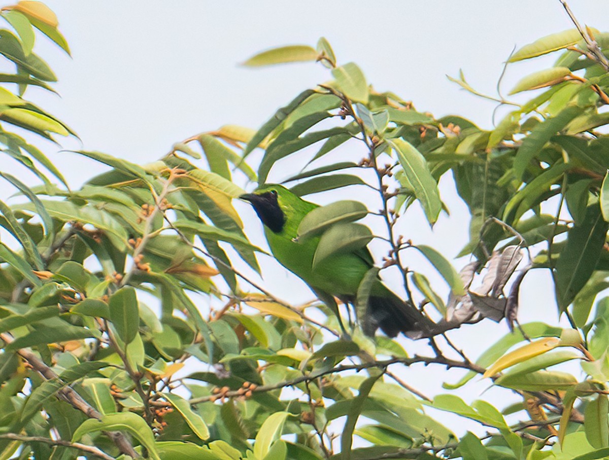 Lesser Green Leafbird - ML438455811