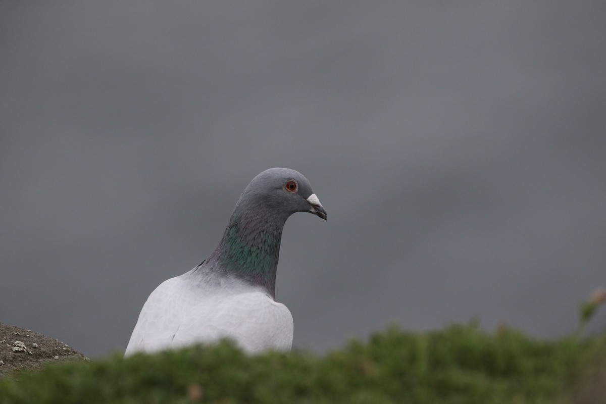 Rock Pigeon (Feral Pigeon) - ML438455891