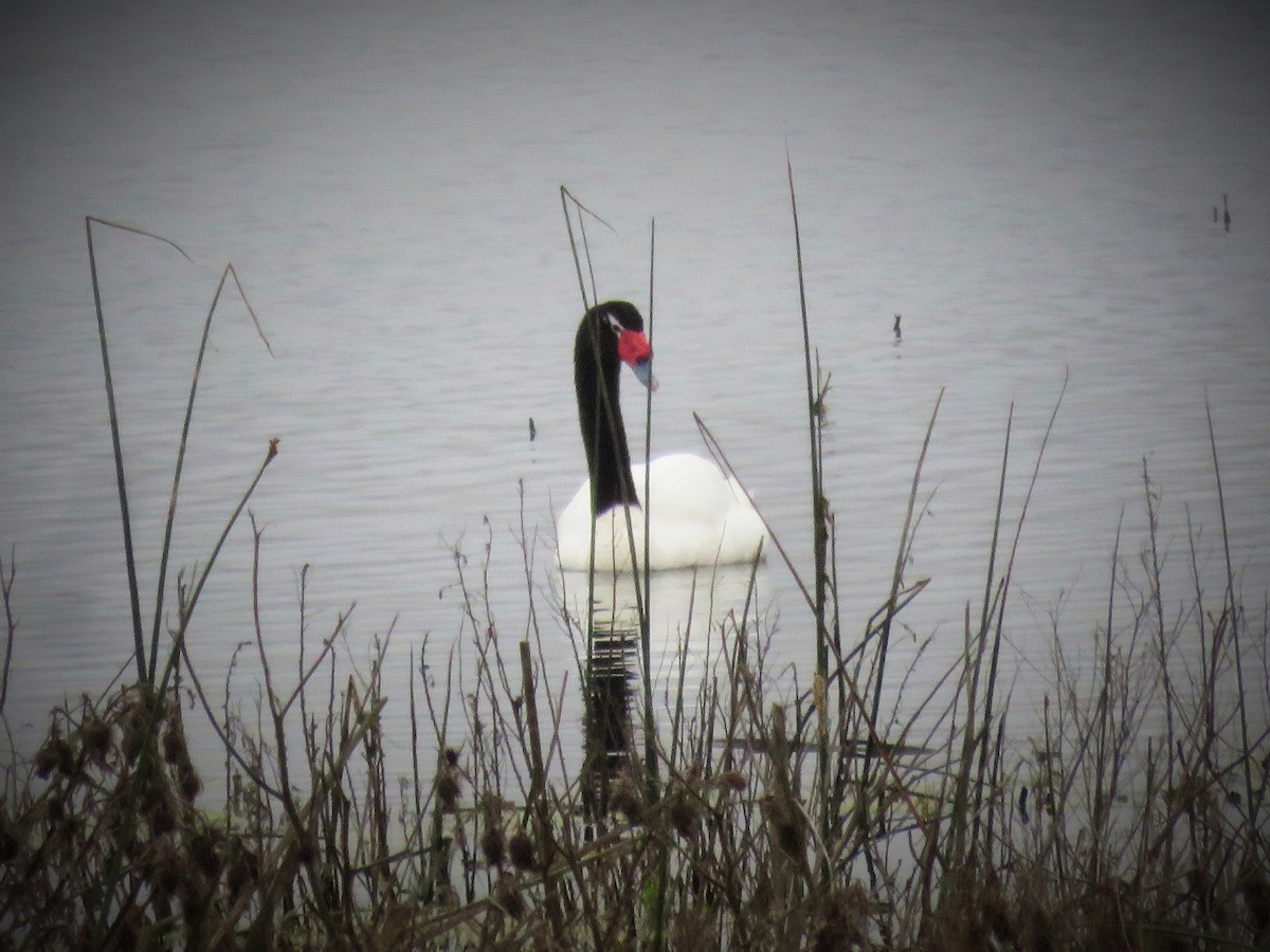 Black-necked Swan - ML438467571