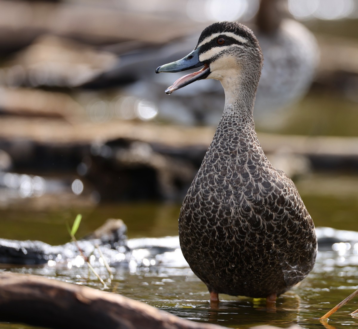 Pacific Black Duck - Andy Gee