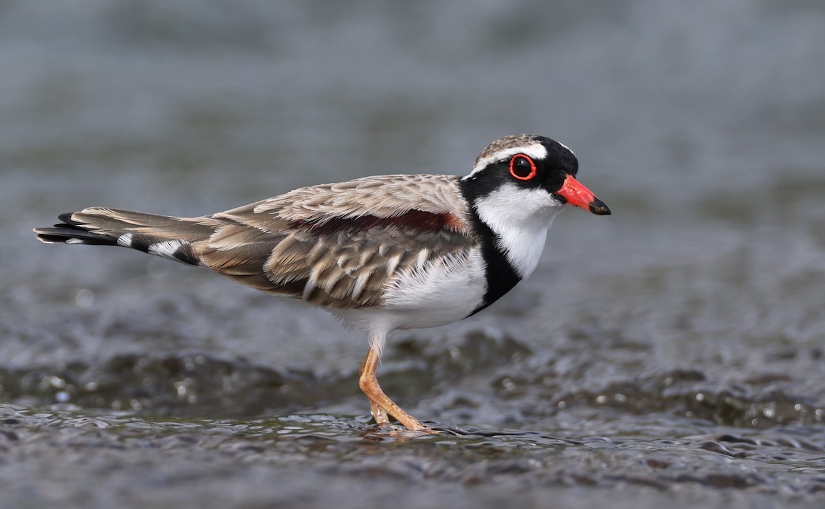 Black-fronted Dotterel - Andy Gee
