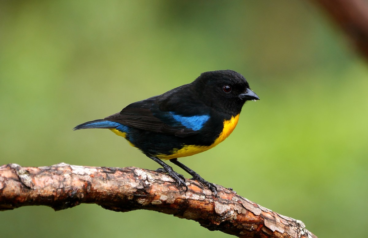 Black-and-gold Tanager - ML438469841