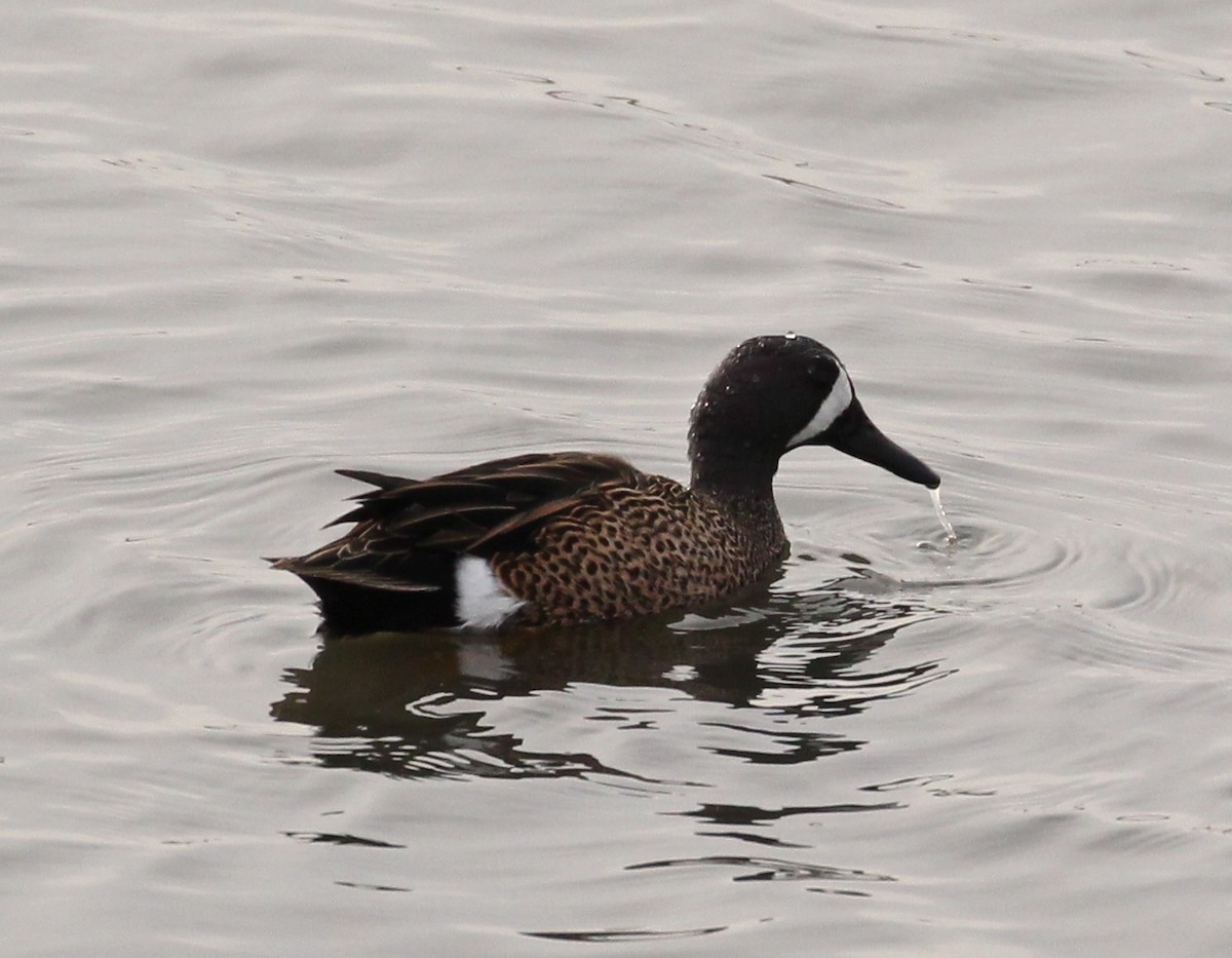 Blue-winged Teal - ML43847391