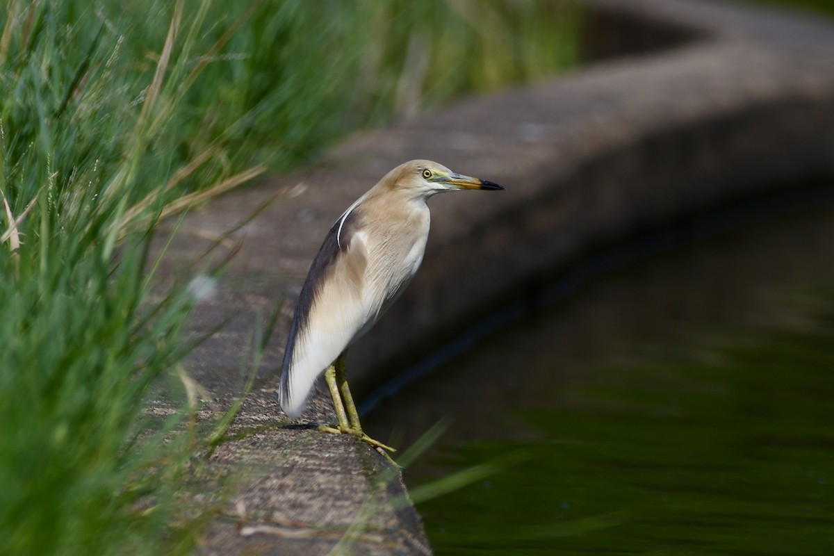 Indian Pond-Heron - Teeranan Tinpook