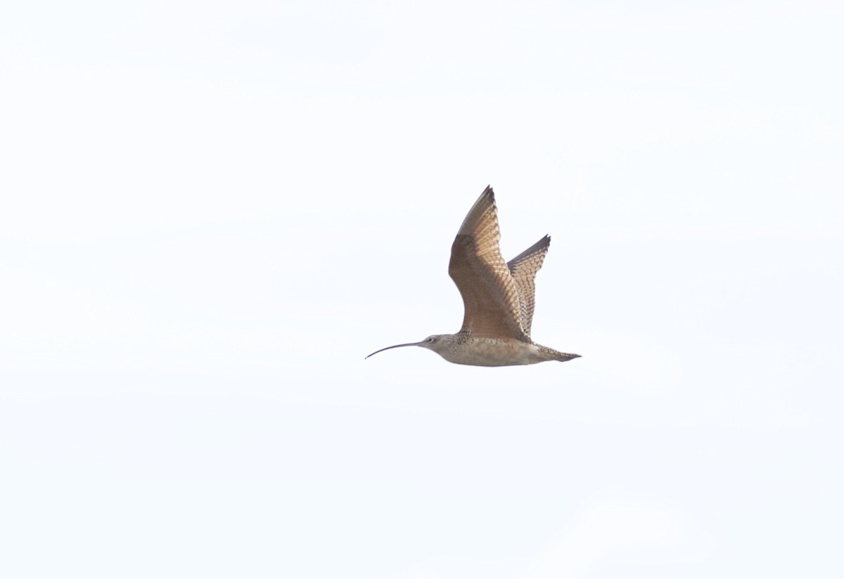 Long-billed Curlew - ML43848101