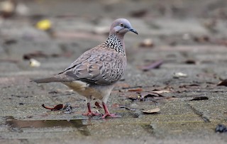 Spotted Dove, ML438500881