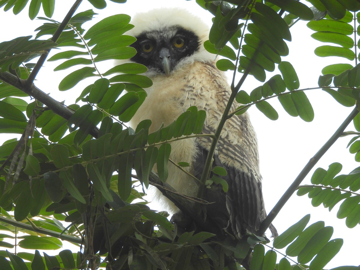 Spectacled Owl - ML438502761