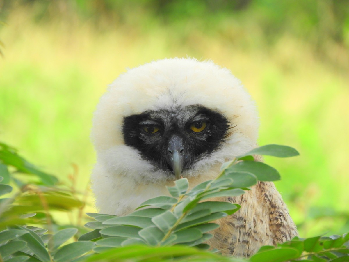 Spectacled Owl - ML438503201