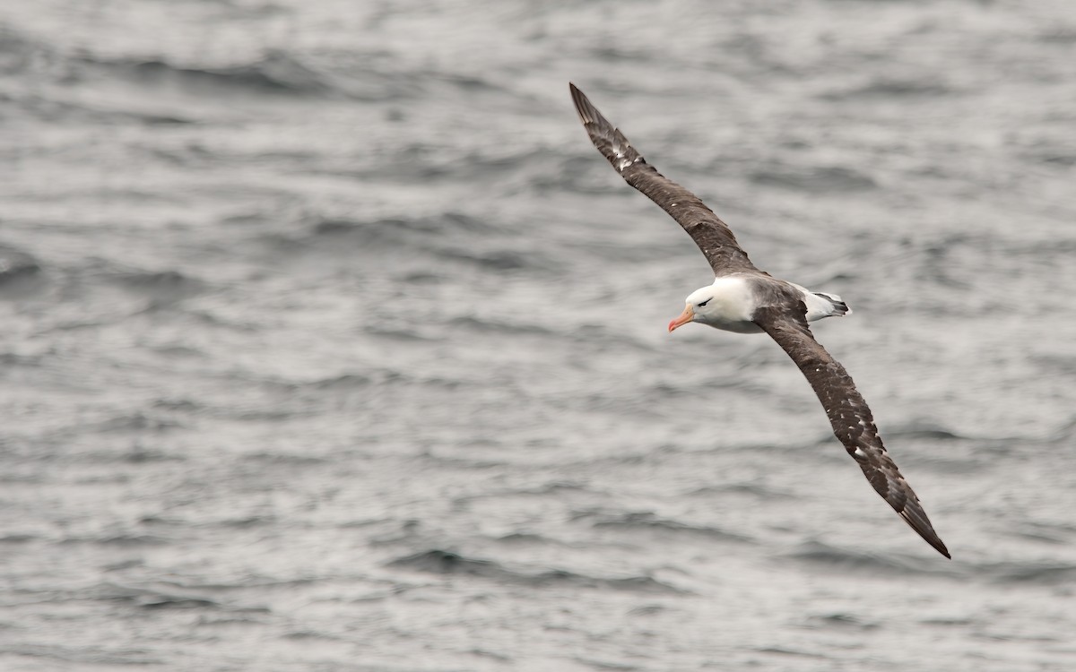 albatros černobrvý - ML438503991