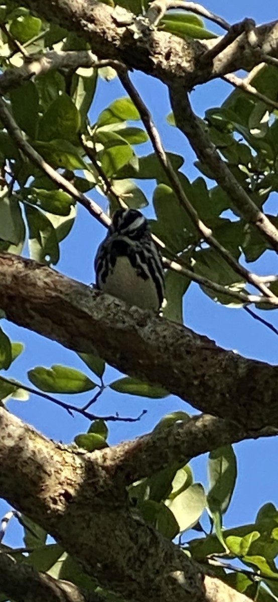Black-and-white Warbler - ML438505641