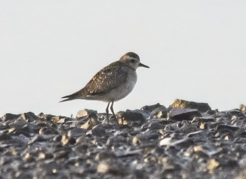 American Golden-Plover - Jerry Ting