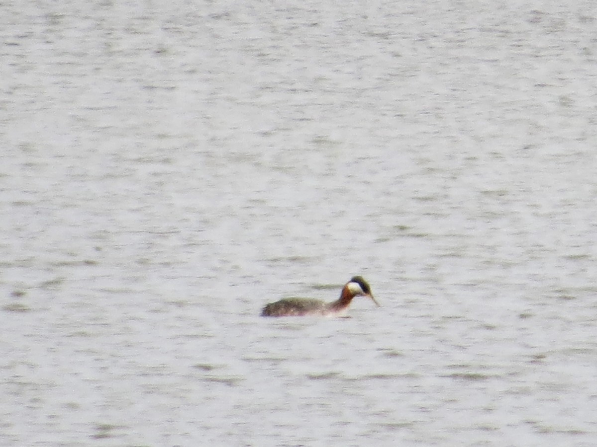 Red-necked Grebe - ML438509131