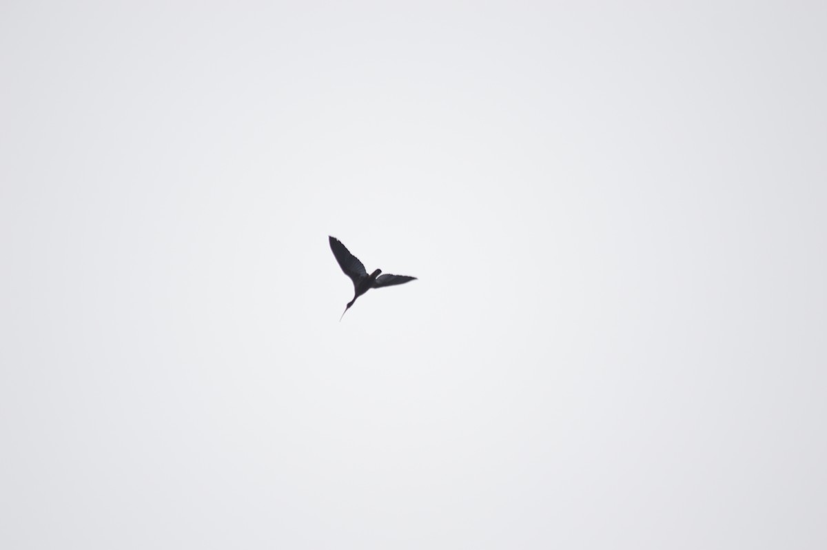 ibis tmavý - ML438510381