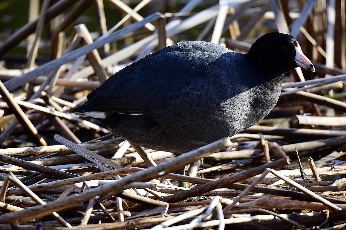 American Coot - Nick  Park