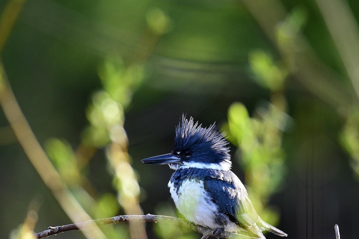 Belted Kingfisher - Nick  Park