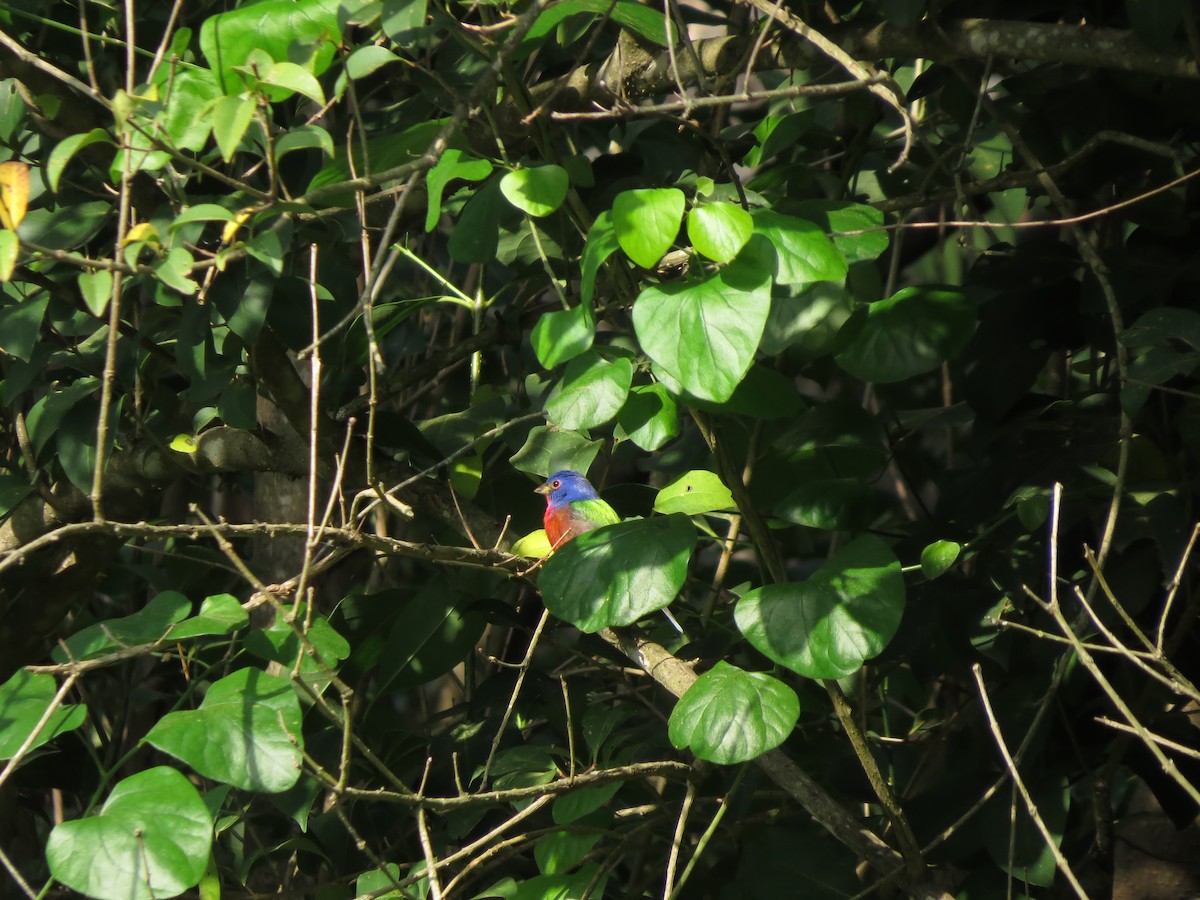 Painted Bunting - ML438519521