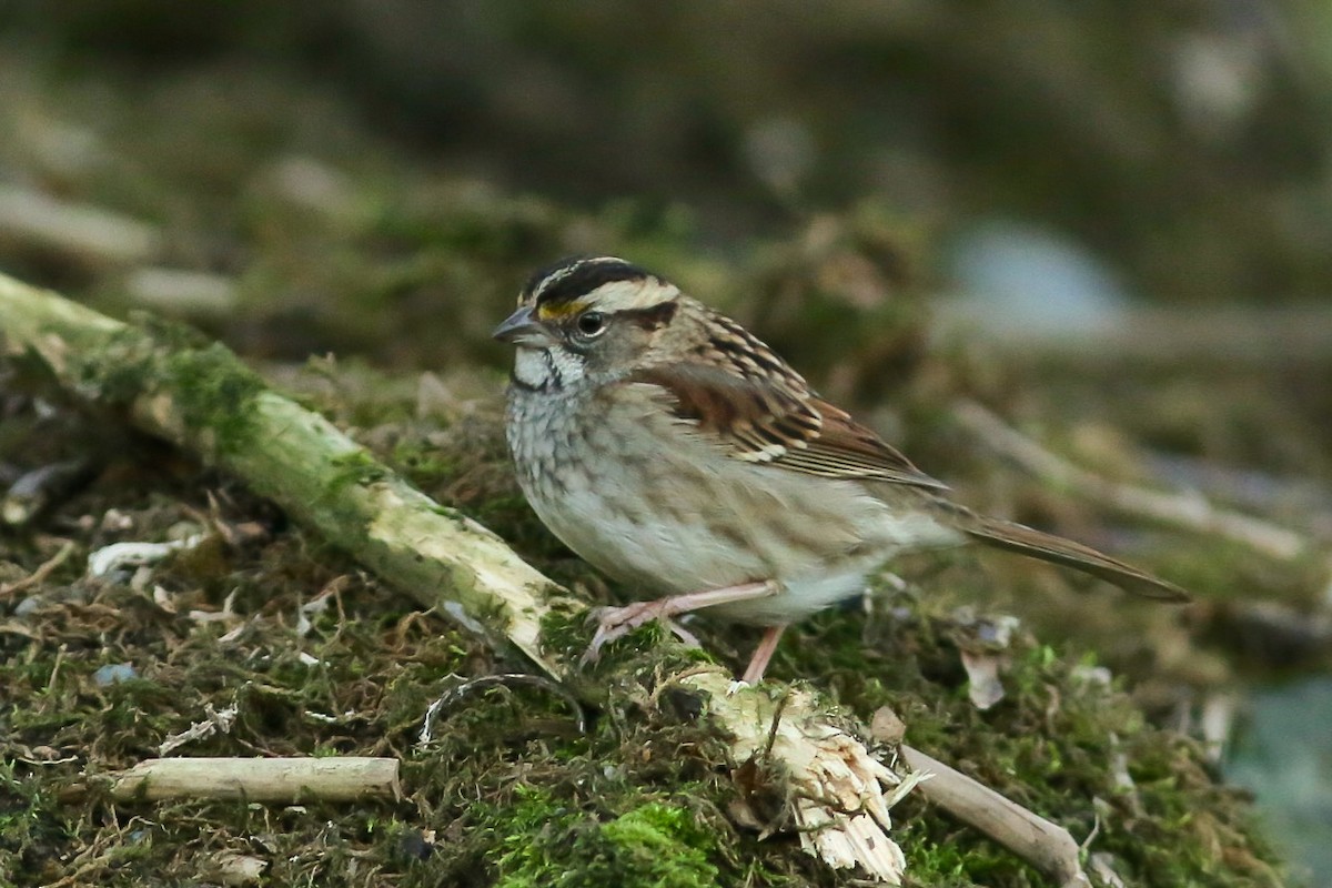 White-throated Sparrow - ML43852081