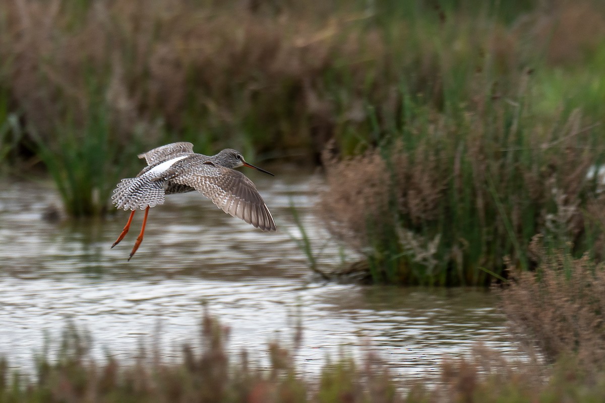 Spotted Redshank - ML438520881