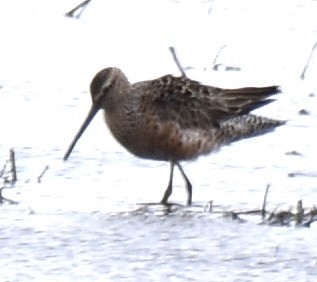Long-billed Dowitcher - ML438528801