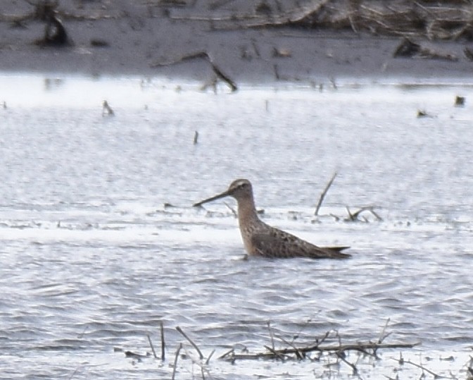 Long-billed Dowitcher - ML438528821