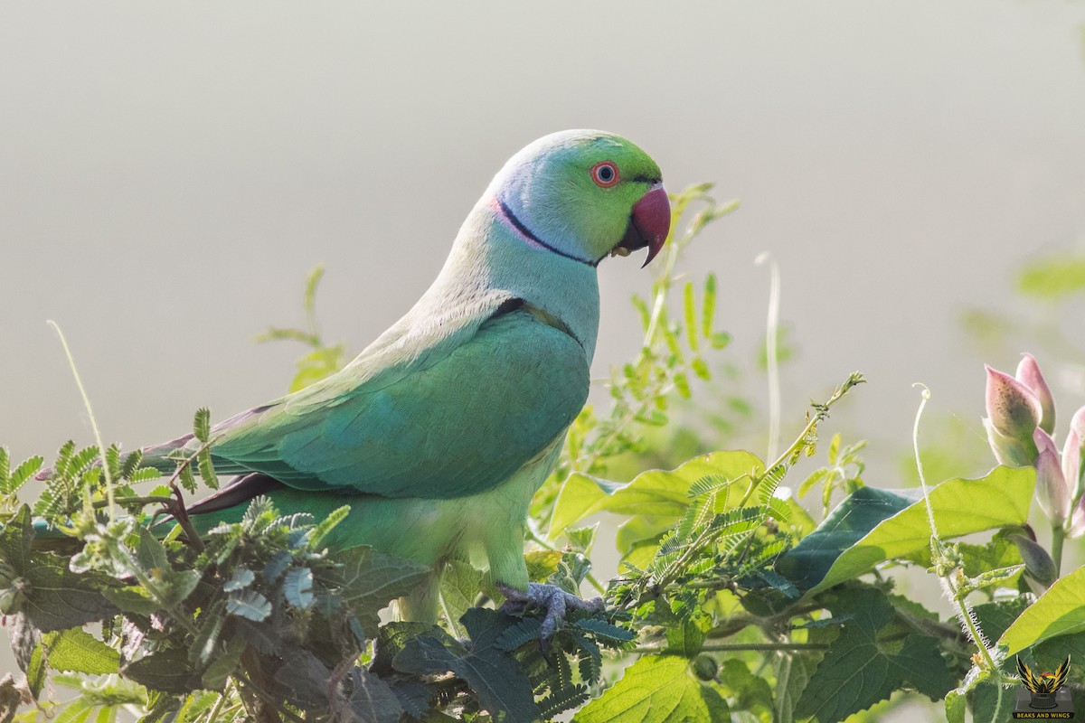 Rose-ringed Parakeet - PRADEEP KUMAR V B