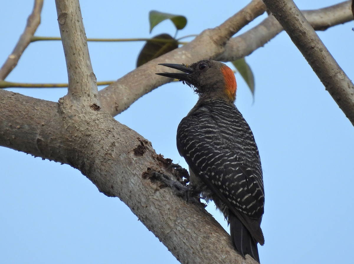 Golden-fronted Woodpecker (West Mexico) - Carlos Mancera (Tuxtla Birding Club)