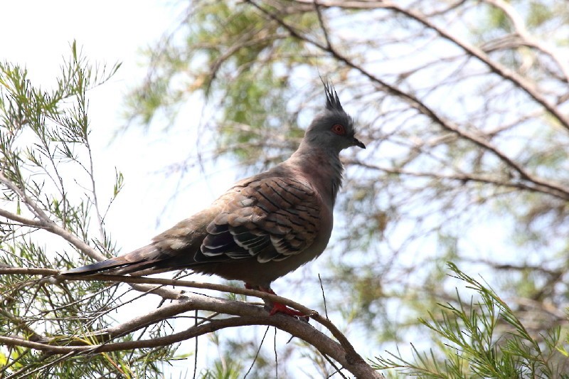 Crested Pigeon - ML43853361