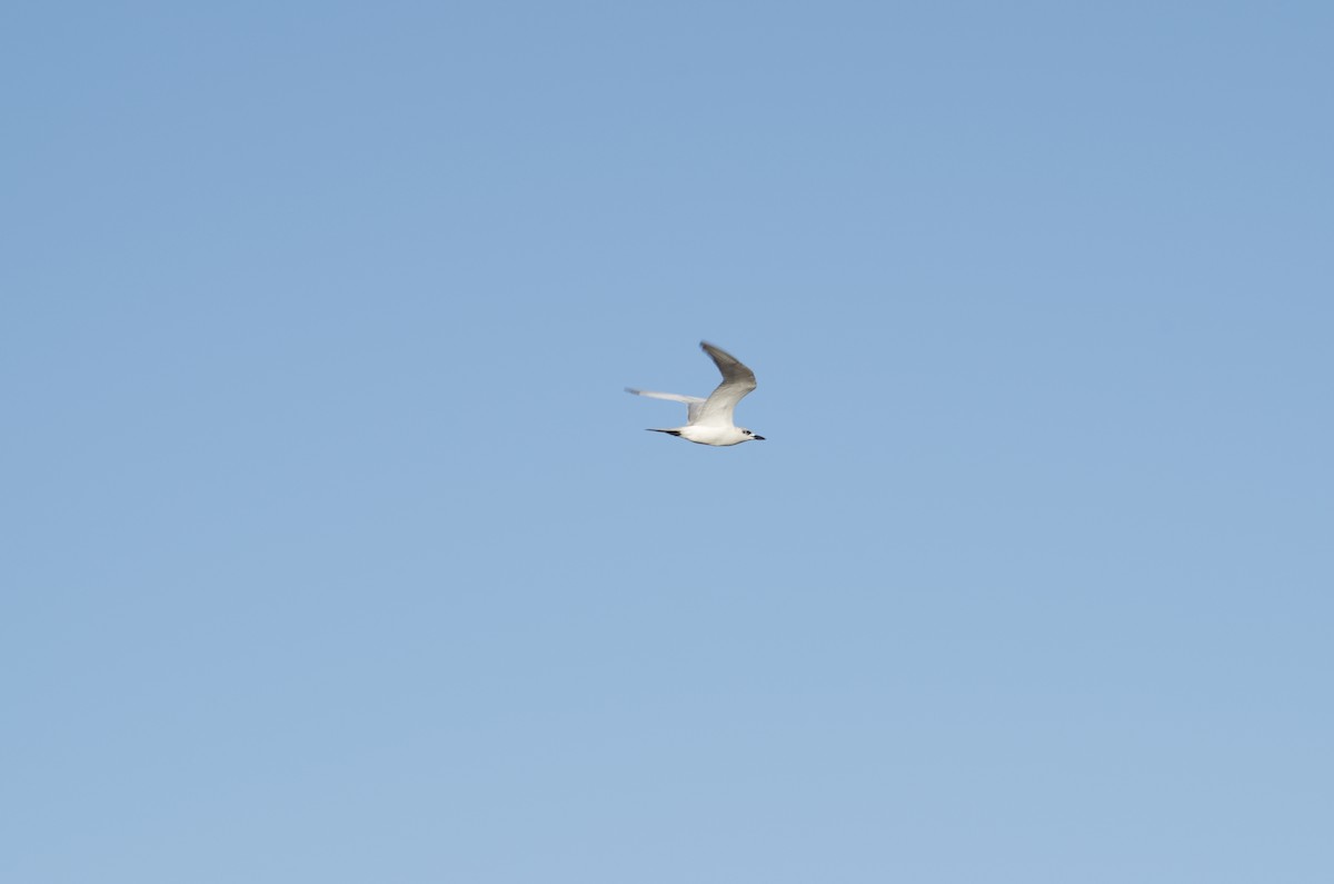 Gull-billed Tern - ML43853881