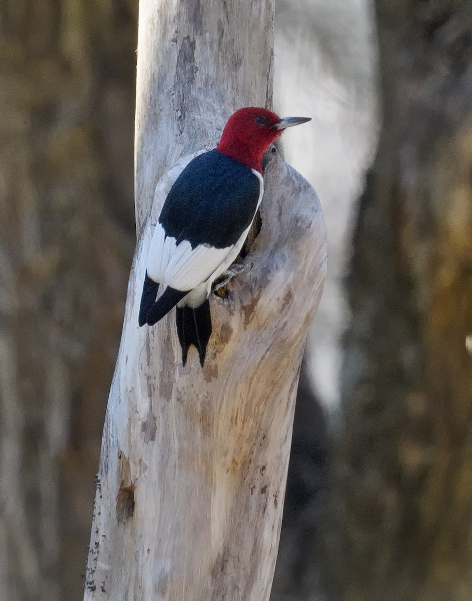 Red-headed Woodpecker - ML438539231