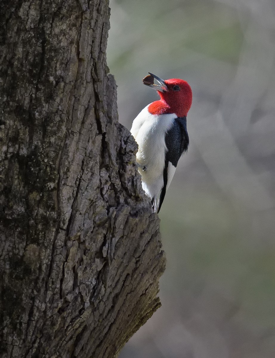 Red-headed Woodpecker - ML438539241