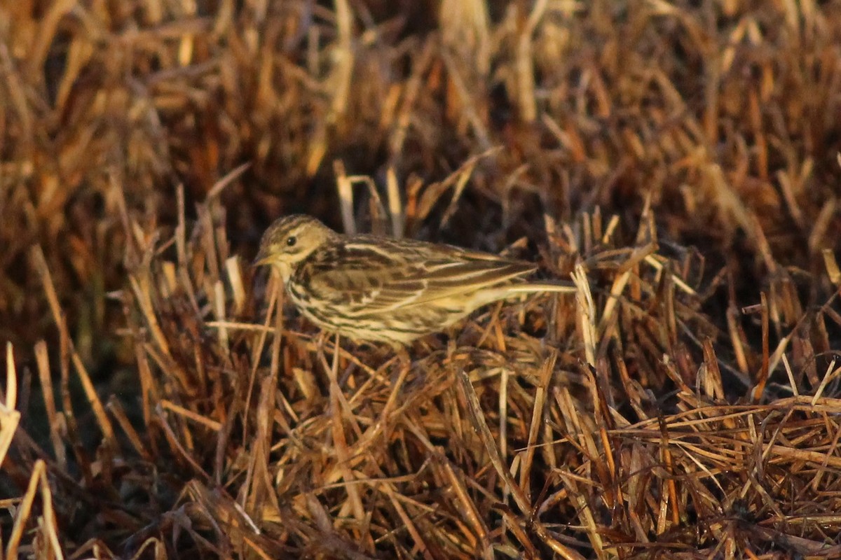 Red-throated Pipit - ML43854131