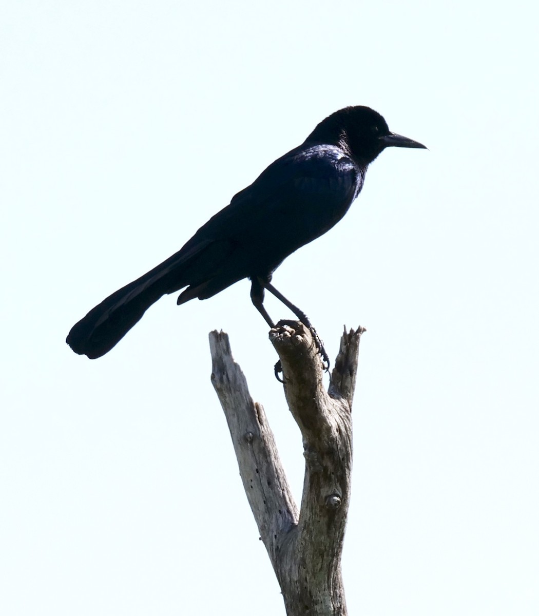 Boat-tailed Grackle - ML438544171