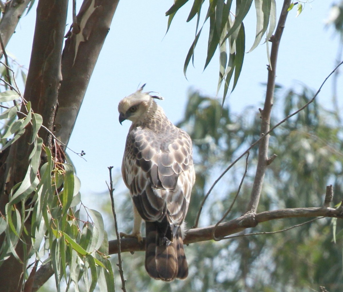 Changeable Hawk-Eagle (Crested) - Vijaya Lakshmi