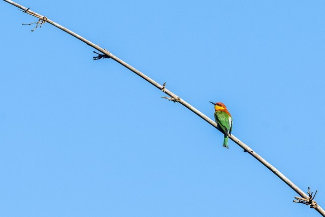 Chestnut-headed Bee-eater - Tom Backlund
