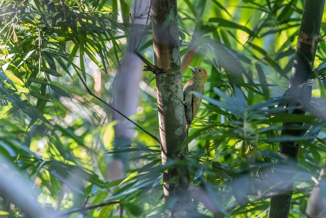 Bamboo Woodpecker - Tom Backlund
