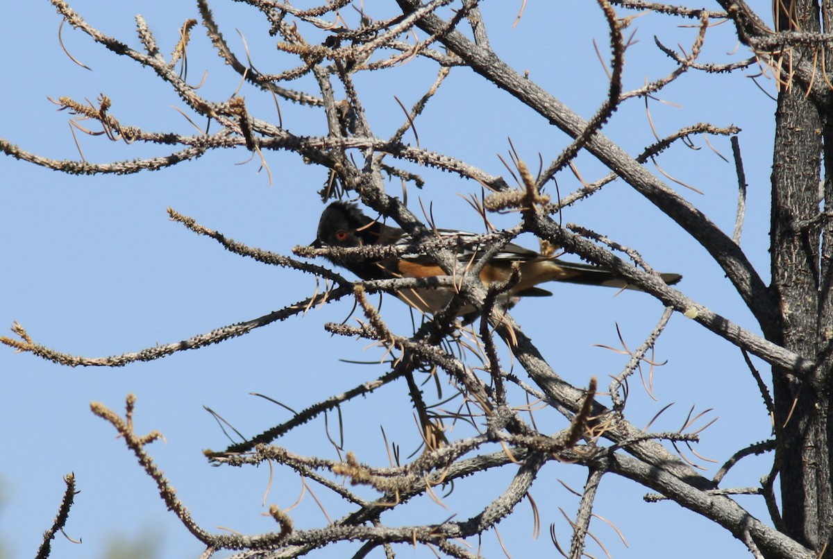 Spotted Towhee - ML438555851