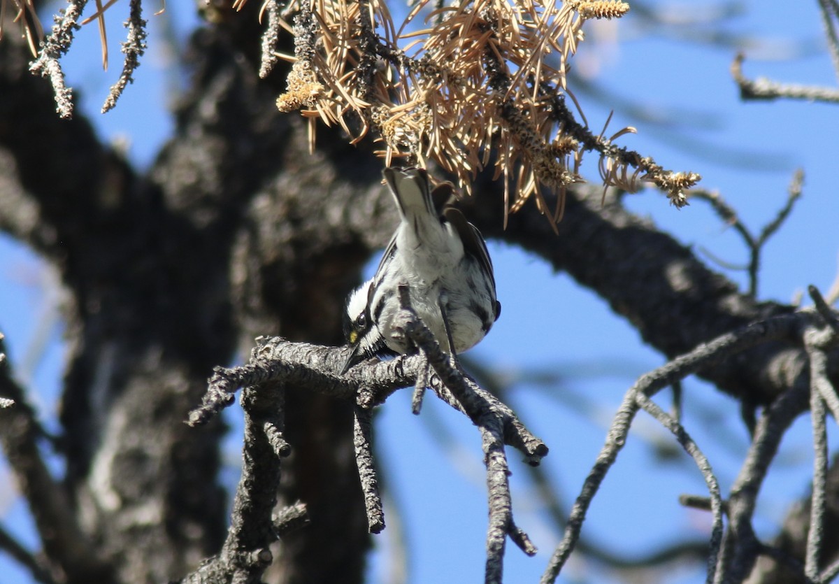 Black-throated Gray Warbler - ML438555981