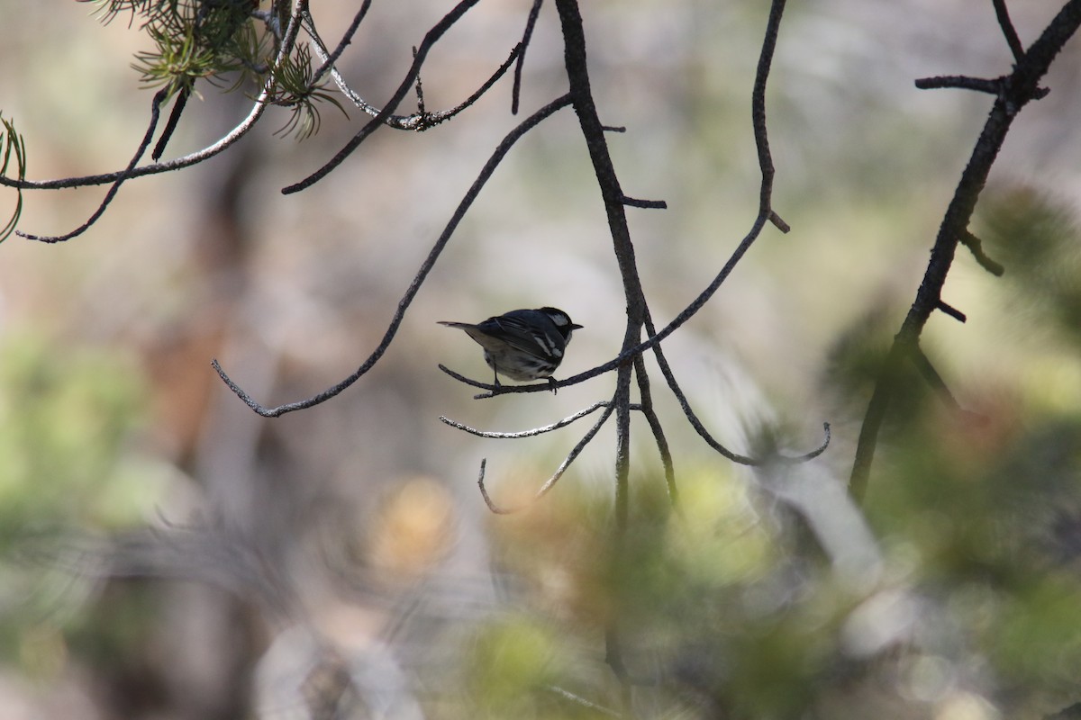 Black-throated Gray Warbler - Richard Garrigus