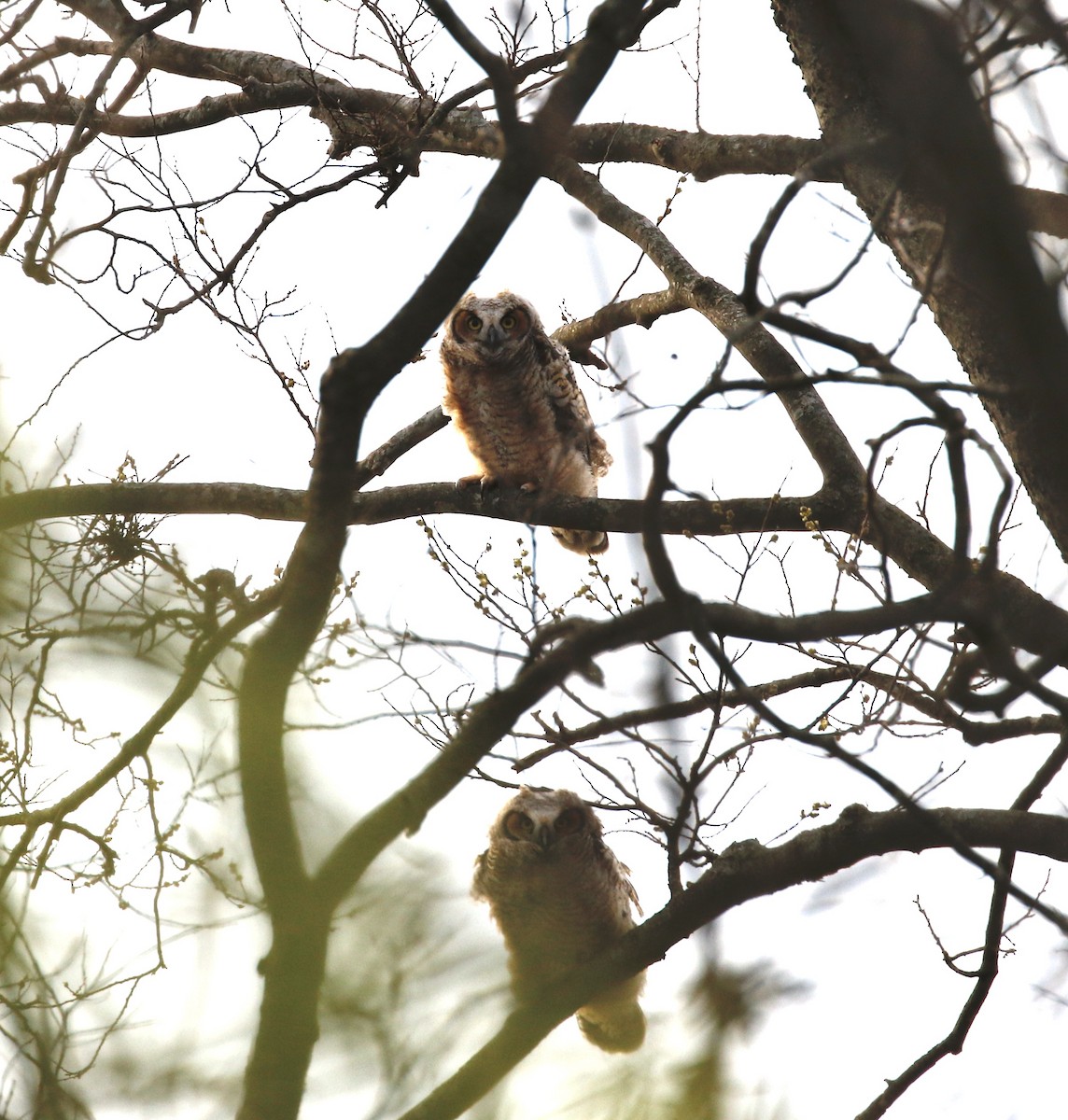 Great Horned Owl - ML438556351
