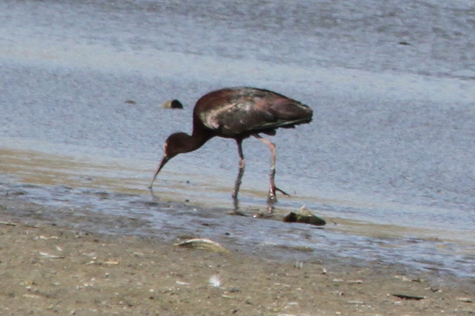 ibis americký - ML438557461