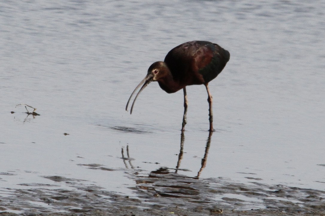 White-faced Ibis - Dale Provost