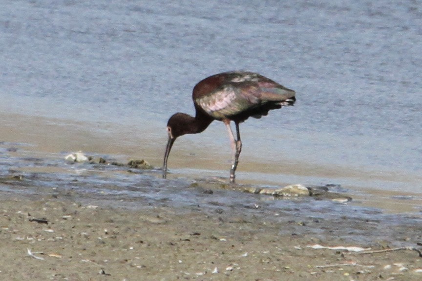 ibis americký - ML438558151