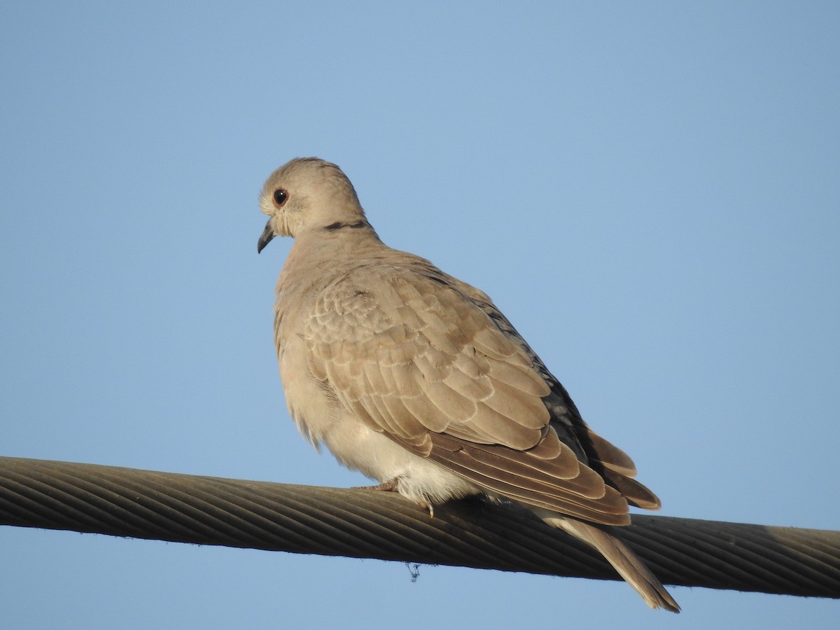 Eurasian Collared-Dove - Sachin  Main