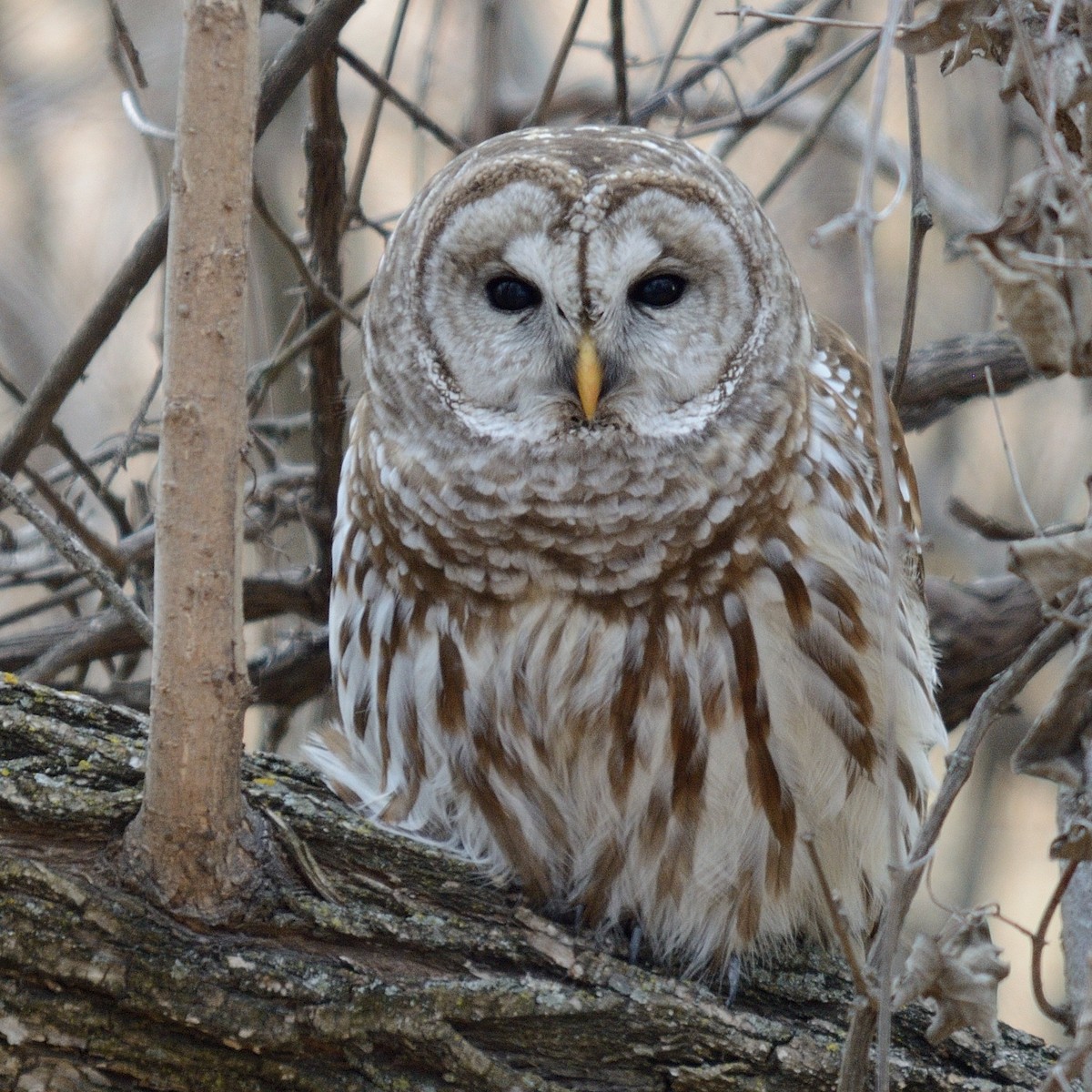 Barred Owl - RaDel Hinckley
