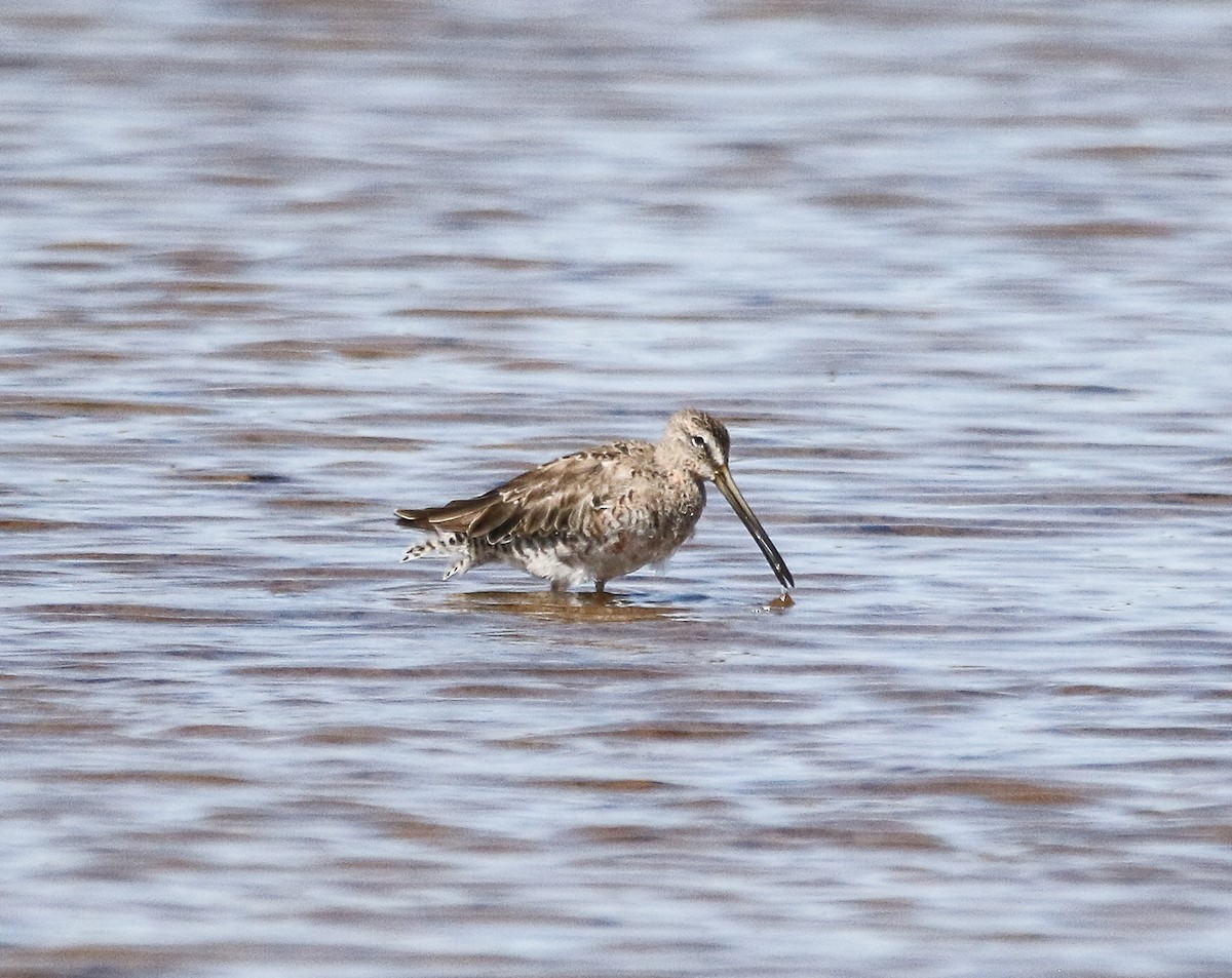Long-billed Dowitcher - ML438569681