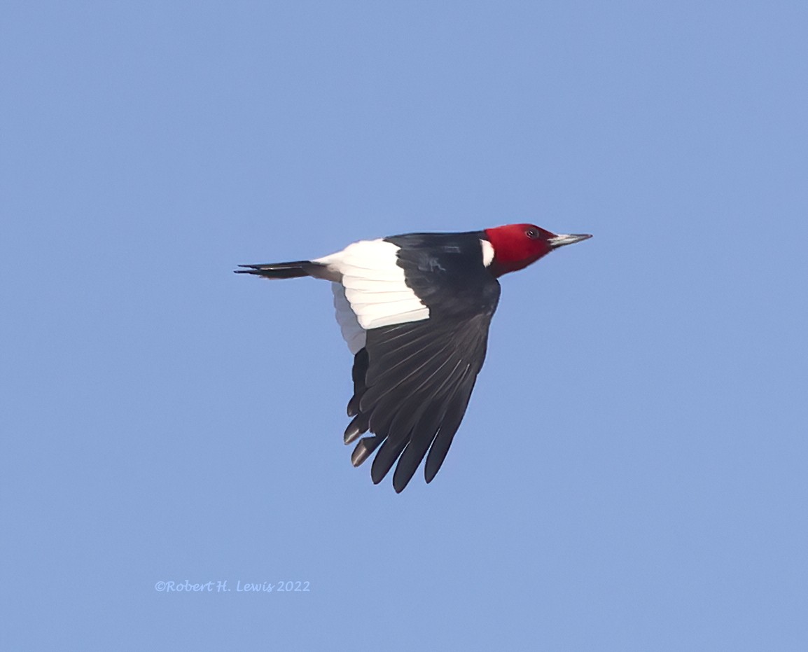 Red-headed Woodpecker - ML438570121