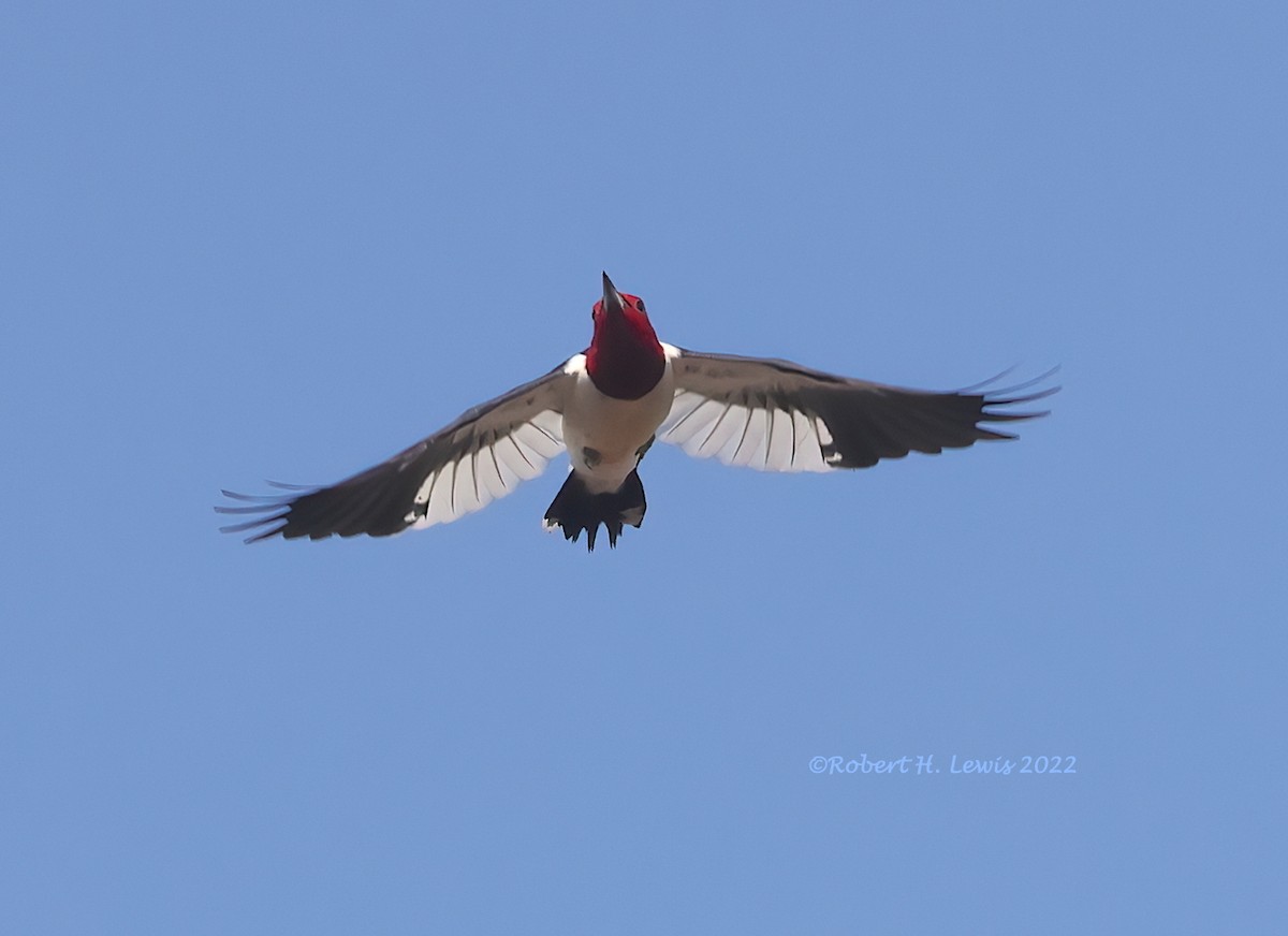 Red-headed Woodpecker - ML438570131
